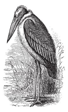 Greater Adjutant or Leptoptilos dubius vintage engraving clipart