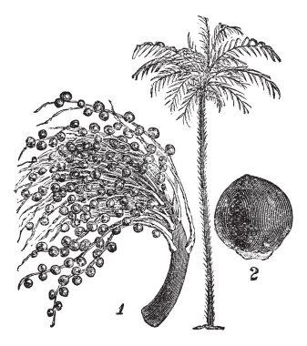 bactris büyük veya bactris ovata antika gravür