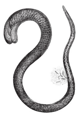 Fig. 2. Trichinella adult female, magnified 150 times, vintage e clipart