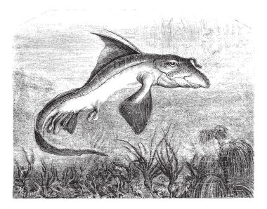 Chimaera monstrosa or Rabbit fish, vintage engraving. clipart