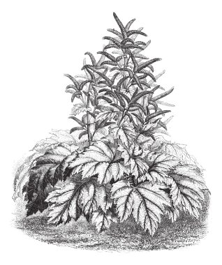 Tibet Rhubarb (Rheum officinale), vintage engraving. clipart