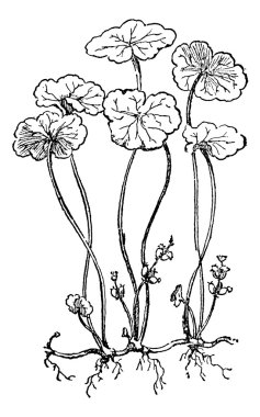 Hydrocotyle vulgaris or Marsh Pennywort, vintage engraving. clipart