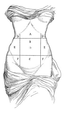 Abdomen and its subdivisions, vintage engraving. clipart