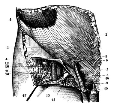 Fig. 624. Region ilioinguinal surface. External orifice of the i clipart