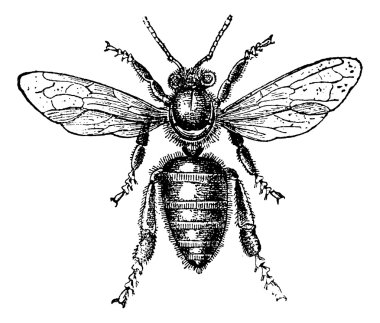 Worker Bee, vintage engraving. clipart