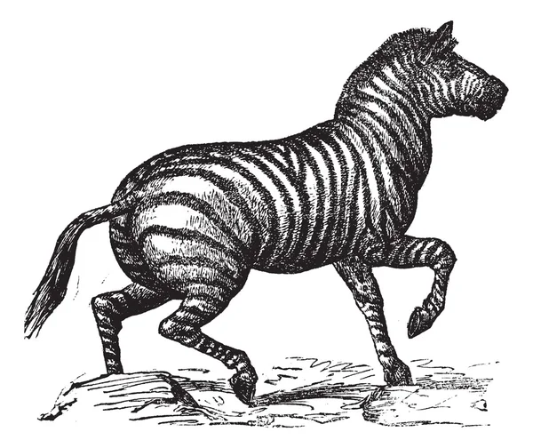 Zebra de Grant ou Equus quagga boehmi gravura vintage —  Vetores de Stock