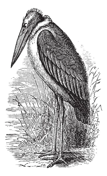 stock vector Greater Adjutant or Leptoptilos dubius vintage engraving