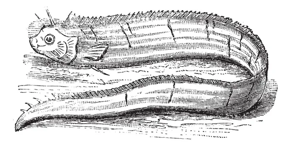 King of herrings or Regalecus glesne vintage engraving — Stock Vector
