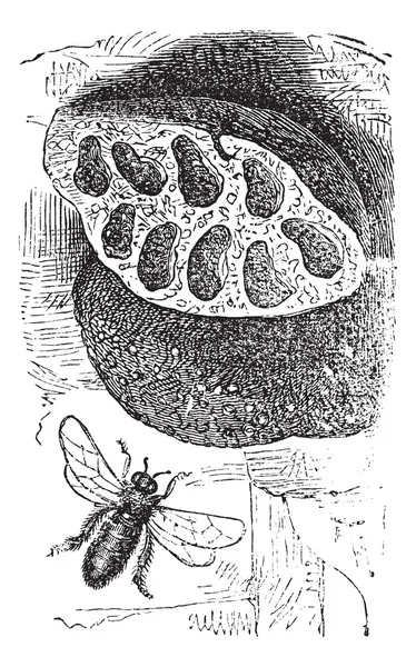 Incisione dell'ape Megachile o tagliafoglie vintage — Vettoriale Stock