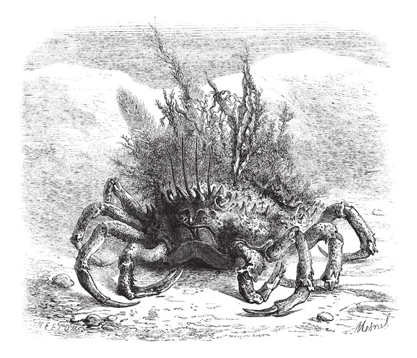 Maia - dişi örümcek yengeci, yosun ve yosun - sıfatıyla kaplı — Stok Vektör
