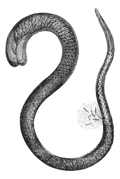 Fig. 2. Trichinella volwassen vrouwtje, vergroot 150 keer, vintage e — Stockvector