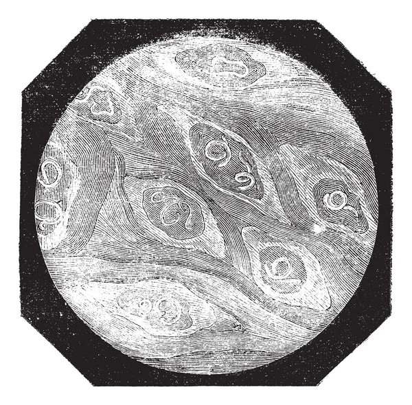 Fig. 1. Piece of flesh pork trichina - grown, vintage engraving. — Stock Vector