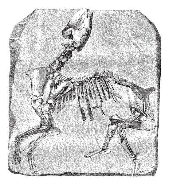 Скелет великого палеотериума Витри, винтажная гравировка . — стоковый вектор