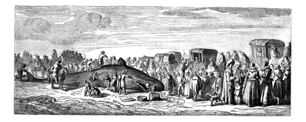 Beached whale. -rysunek bocourt, po wydruku collectio — Wektor stockowy