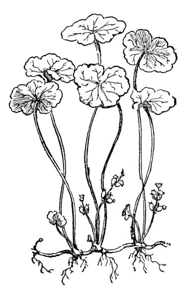 Hydrocotyle vulgaris or Marsh Pennywort, grabado vintage . — Vector de stock
