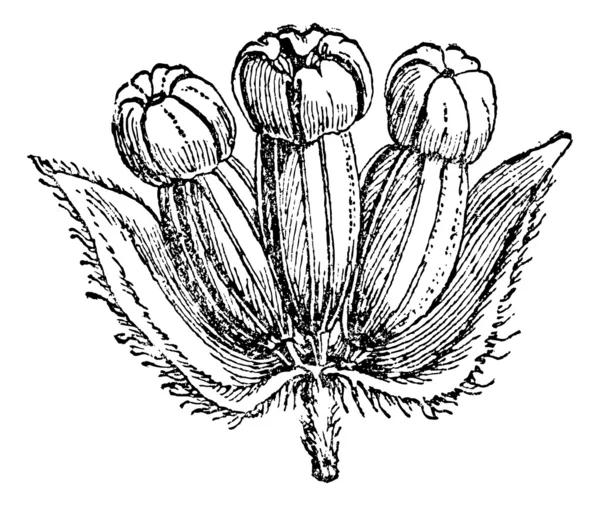 Hydrocotyle Asiatic (inflorescence) или Centella asiatica, винтаг — стоковый вектор