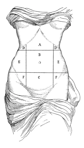 腹部とその下位区分のビンテージ彫刻. — ストックベクタ