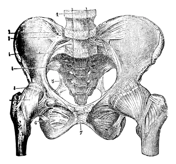 骨盤の骨の関節を表すビンテージ彫刻. — ストックベクタ