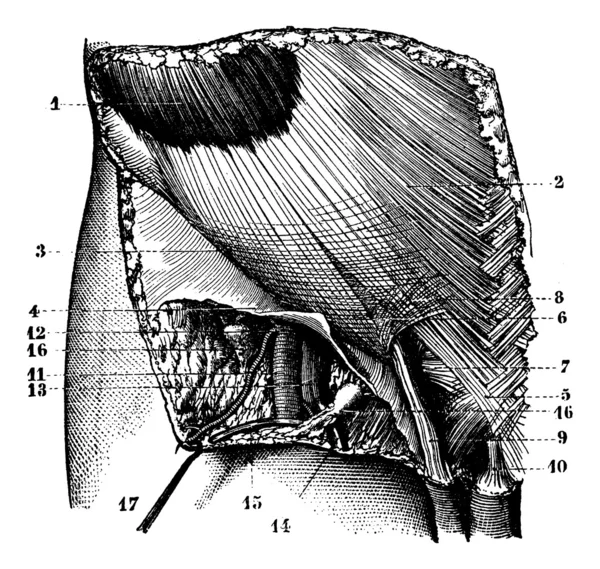 Fig. 624. Region ilioinguinal surface. External orifice of the i — Stock Vector