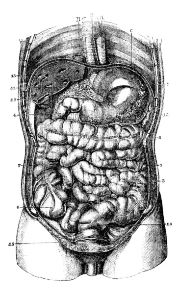 1. Esófago. 2. Estómago. 3. Orificio estomacal pilórico. 4. Duodenu. — Archivo Imágenes Vectoriales