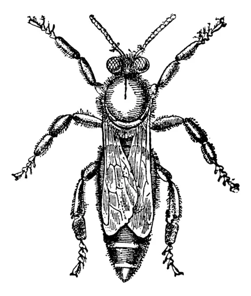 Женская или королевская пчела, винтажная гравировка . — стоковый вектор