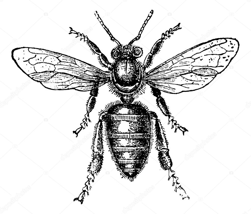 Worker Bee, vintage engraving.
