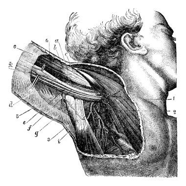 Region of the armpit, vintage engraving. clipart