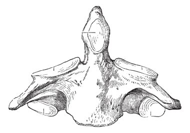 Fig. 136. Axis (second cervical vertebra), vintage engraving. clipart