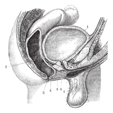 Fig. 161. Basin man (anteroposterior cut, according to its media clipart