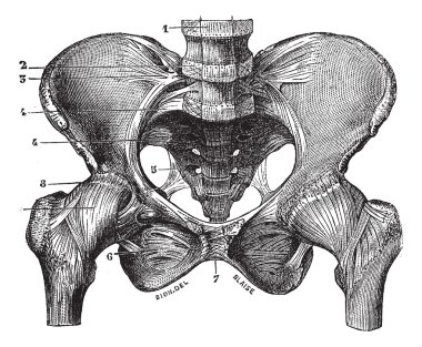 Fig. 160. Basin (squeleite with ligaments) saw its front face, v clipart