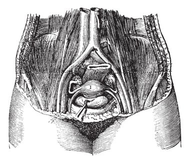 Fig. 162. Pool of women, with its soft parts, seen from top to b clipart