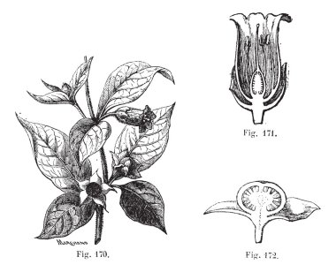 Fig. 170. Belladonna with its leaves, its flowers and fruits. Fi clipart