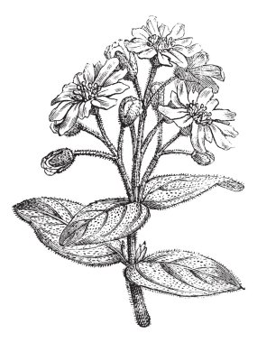 Fig. 181. Boldo or Peumus boldus, vintage engraving. clipart