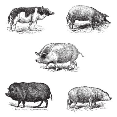 Pigs 1. Pig Siam. 2. Szalonta pig race. 3. Swine York. 4. Pork E clipart