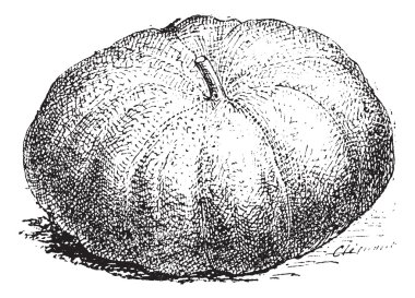 Pumpkin, vintage engraving. clipart