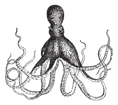 Octopus, vintage engraving. clipart