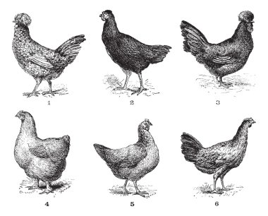 Hens, 1. Houdan chicken. 2. Hen the Arrow. 3. Hen Crevecoeur. 4. clipart
