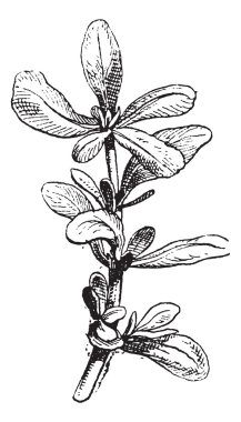 Common Purslane or Portulaca oleracea vintage engraving clipart