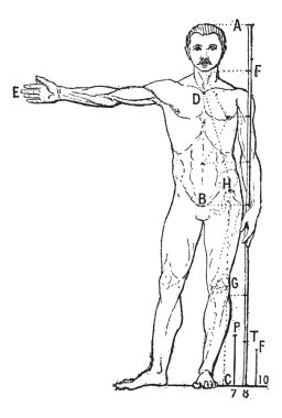 Human proportions, vintage engraving. clipart