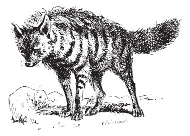 aardwolf veya proteles cristata, antika gravür.