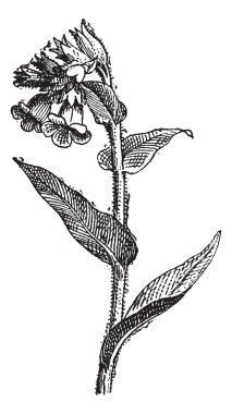 Pulmonaria spotted or lungwort, vintage engraving. clipart