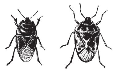 Black bug, Orne Bug, vintage engraving. clipart
