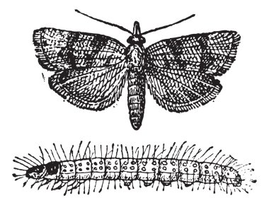 Moth, vintage engraving. clipart