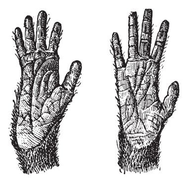 Two hands of Quadrumana primates vintage engraving clipart