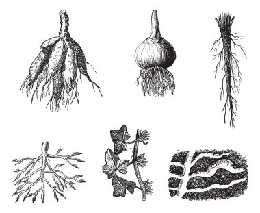 Different stages of Dahlia roots vintage engraving clipart