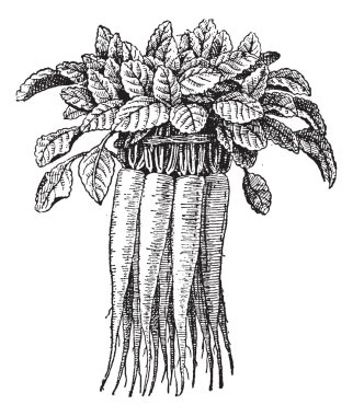 Campanula rapunculus or Rampion Bellflower vintage engraving clipart