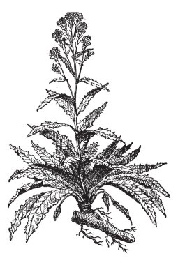 horseradish veya armoracia rusticana antika gravür