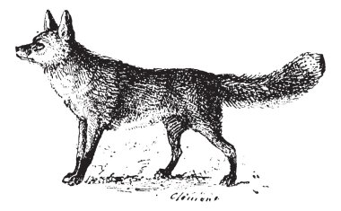 Fox, vintage engraving. clipart