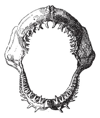 Shark jaw, vintage engraving. clipart