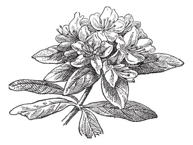 Rhododendron, vintage engraving.